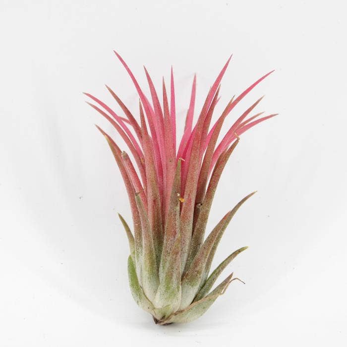 Tillandsia ionantha Red