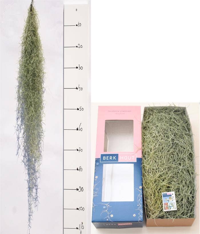 Tillandsia usneoides