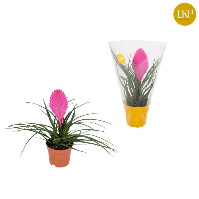Tillandsia Vincent Roze