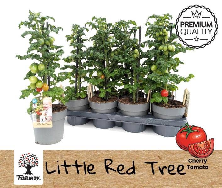Tomato Little Red Tree Farmzy®