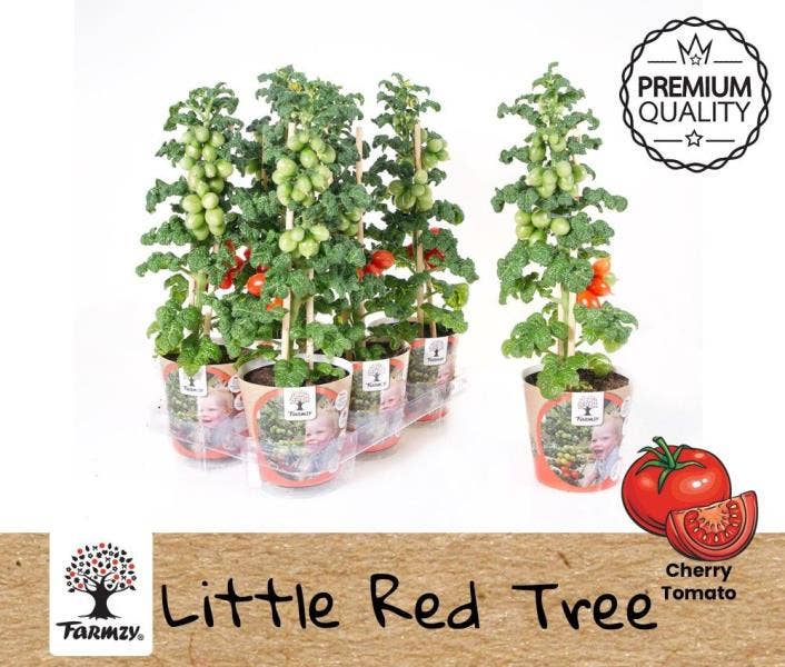 Tomato Little Red Tree potcover Farmzy®