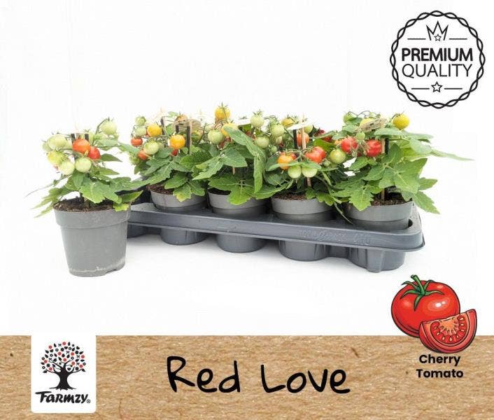 Tomato Red Love Farmzy®
