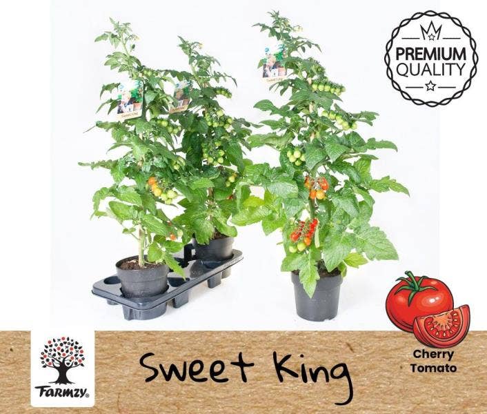 Tomato Sweet King Farmzy®