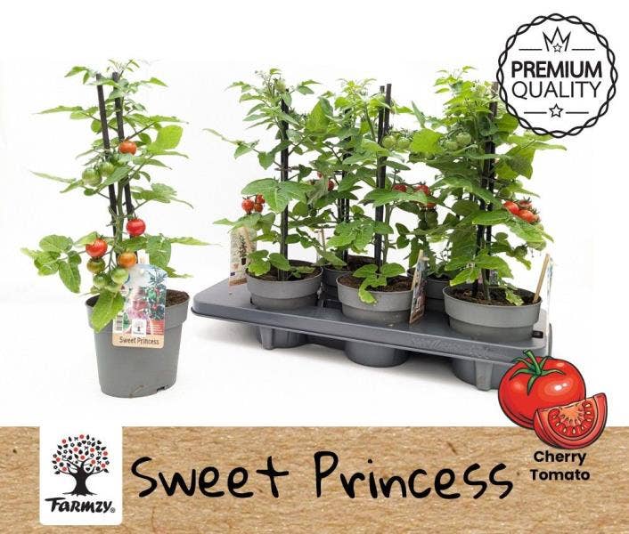 Tomato Sweet Princess Farmzy® 