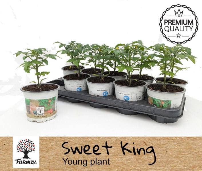 Tomato Young plant Sweet King Farmzy®