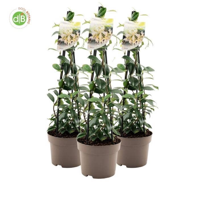 Trachelospermum jas. 'White Wings'