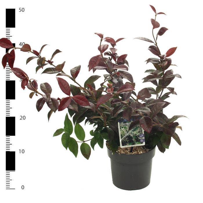 Trachelospermum jas. 'Winter Ruby'
