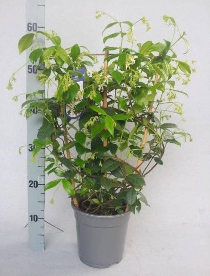 Trachelospermum jasminoides rack/pyr