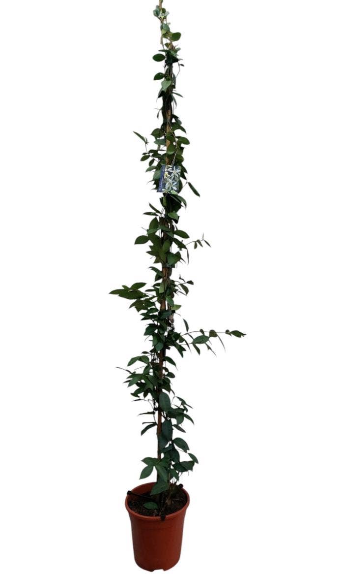 Trachelospermum jasminoides