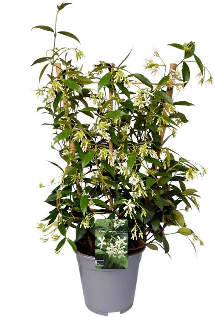 Trachelospermum jasminoides
