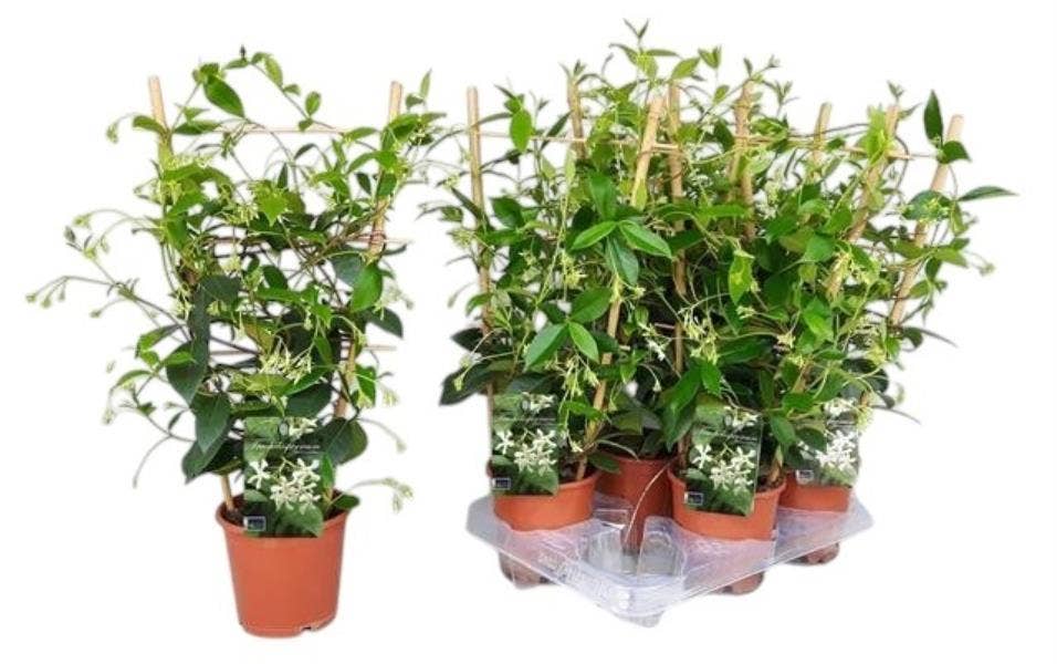 Trachelospermum jasminoides