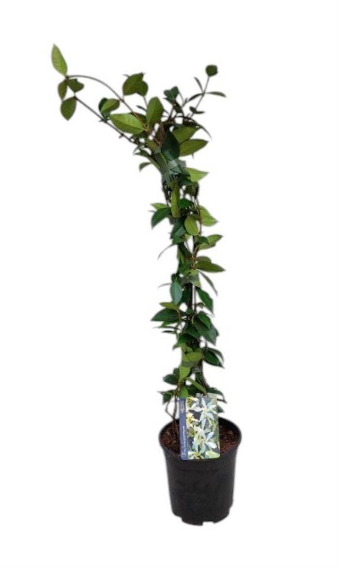 Trachelospermum jasminoides