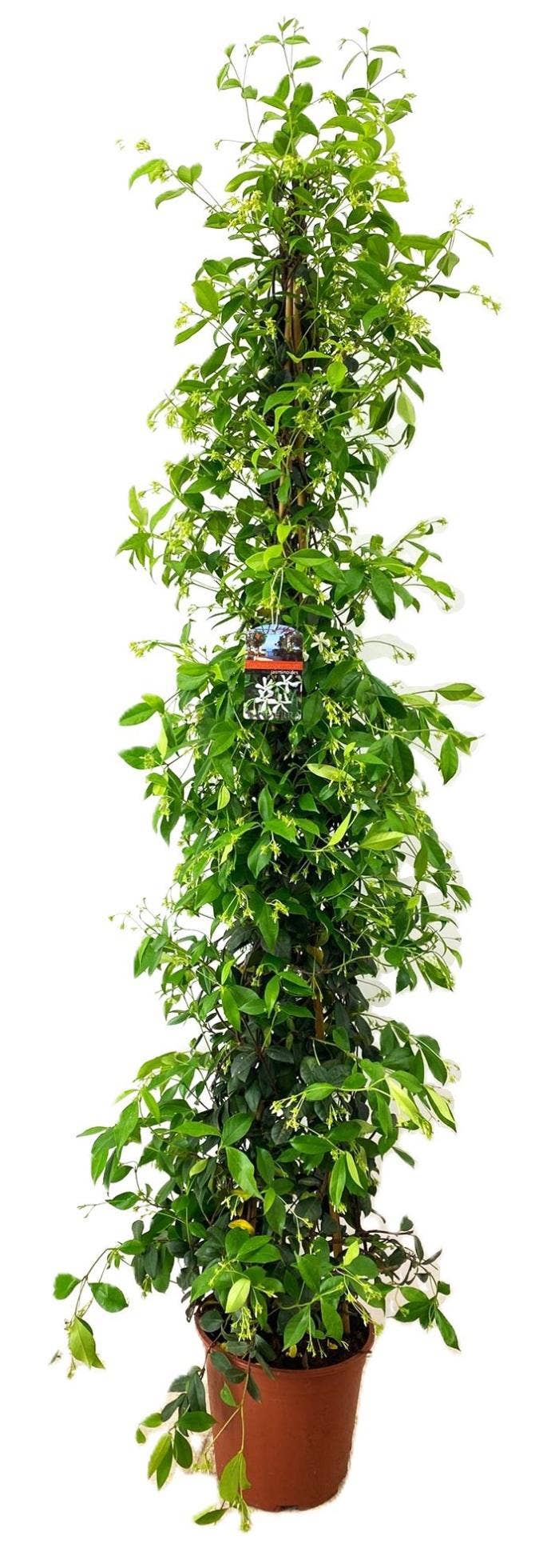 Trachelospermum jasminoides