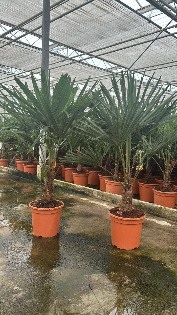 Trachycarpus Fortunei