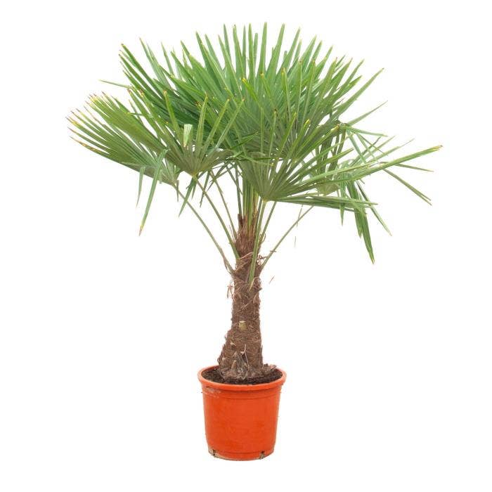 Trachycarpus Fortunei