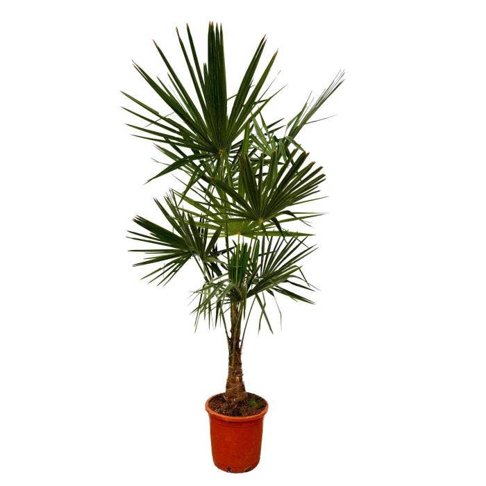 Trachycarpus Fortunei