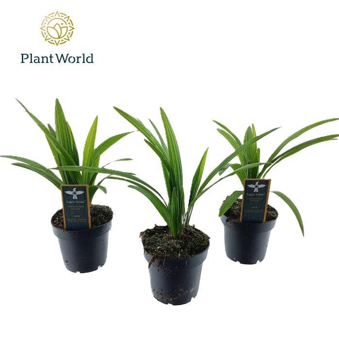 Trachycarpus fortuneii