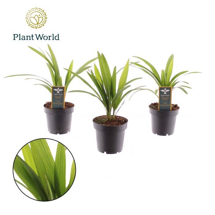 Trachycarpus fortuneii