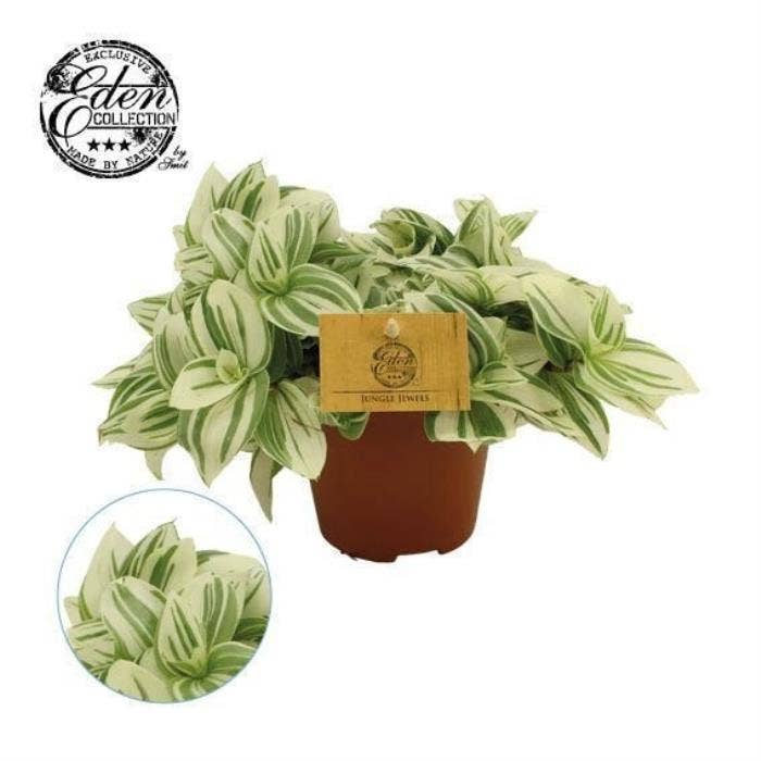 Tradescantia Brightness