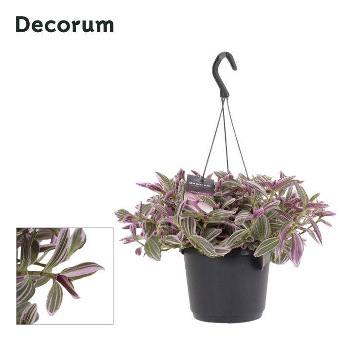 Tradescantia Flamingo Hill