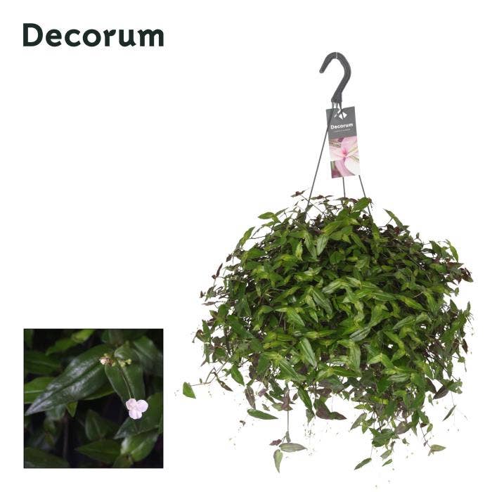 Tradescantia multiflora