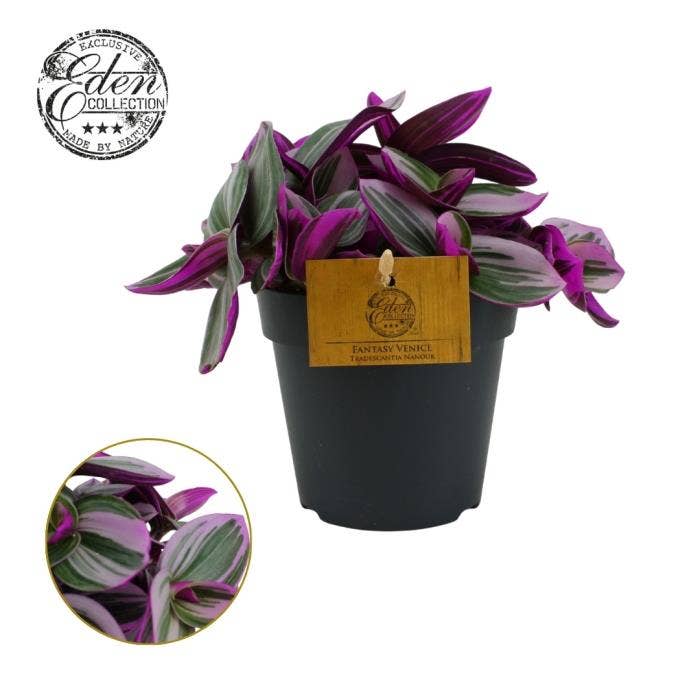 Tradescantia Nanouk