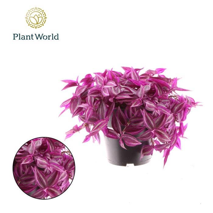 Tradescantia Pink Paradise