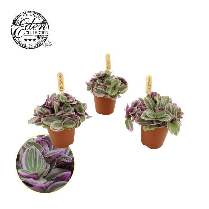 Tradescantia Sweetness