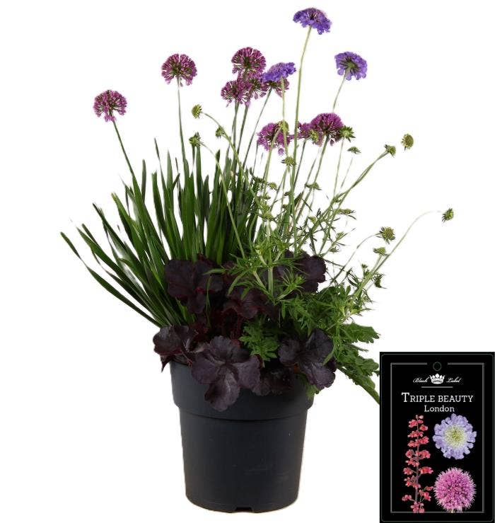 Triple Beauty - London