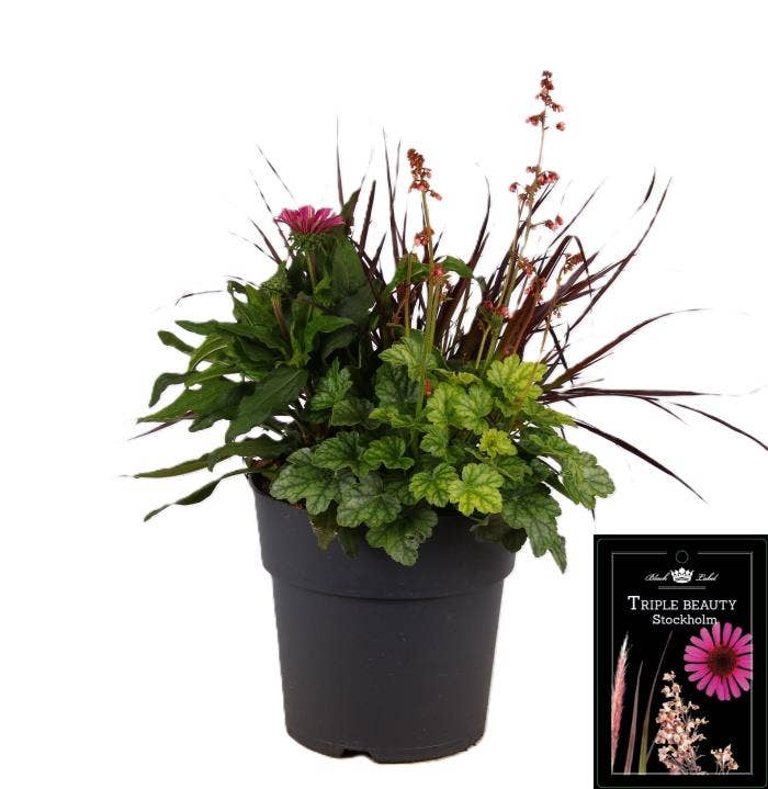 Triple Beauty - Stockholm