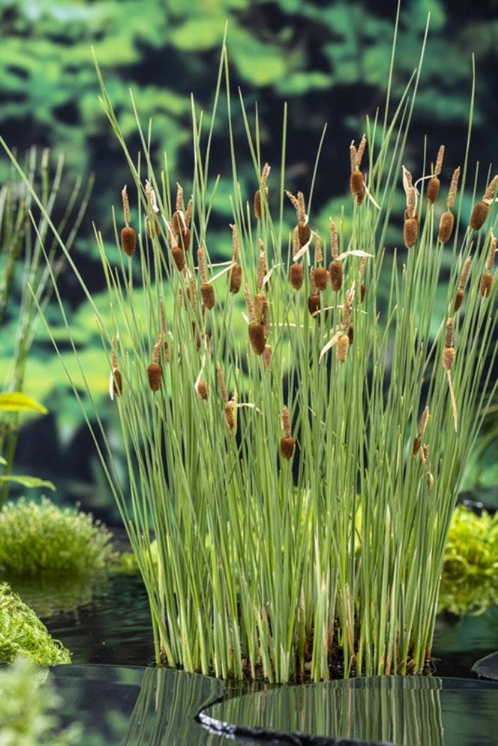 Typha minima