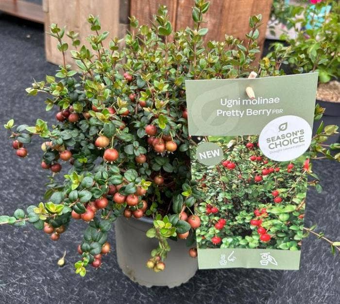 Ugni molinae 'Pretty Berry'