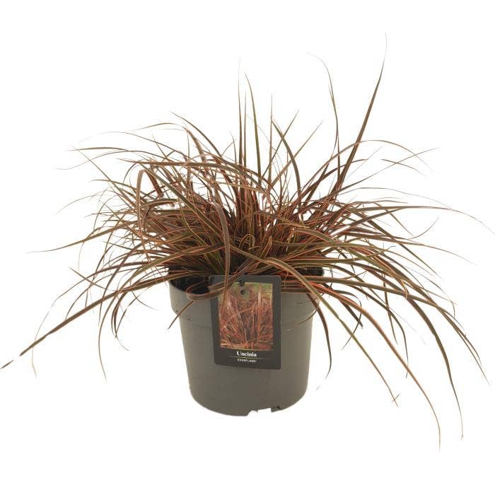 Uncinia rubra 'Everflame'