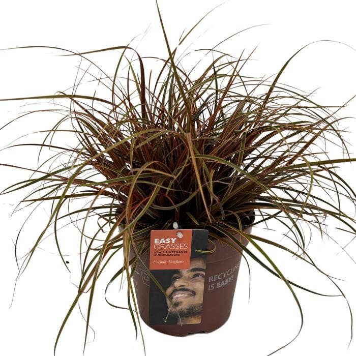 Uncinia rubra Everflame