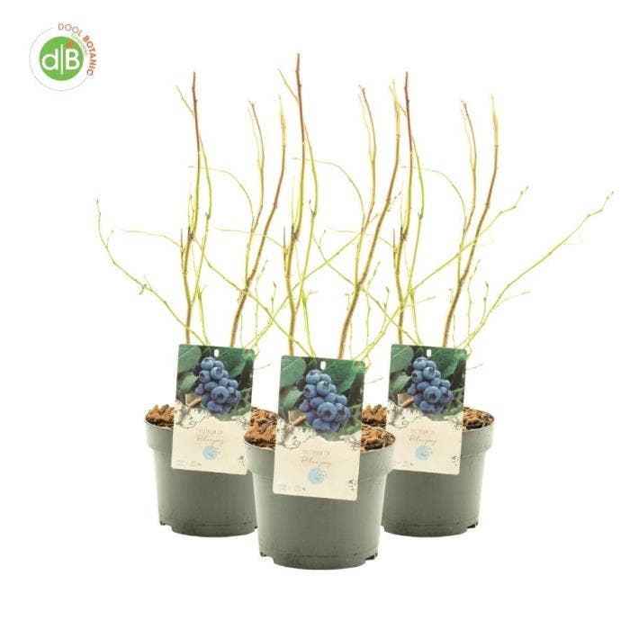 Vaccinium cor. 'Bluejay'