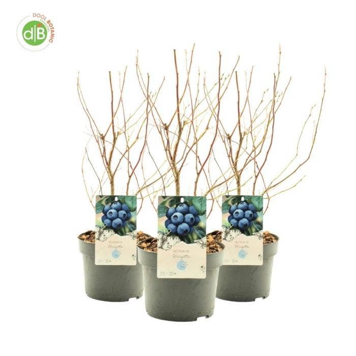 Vaccinium cor. 'Brigitta Blue'