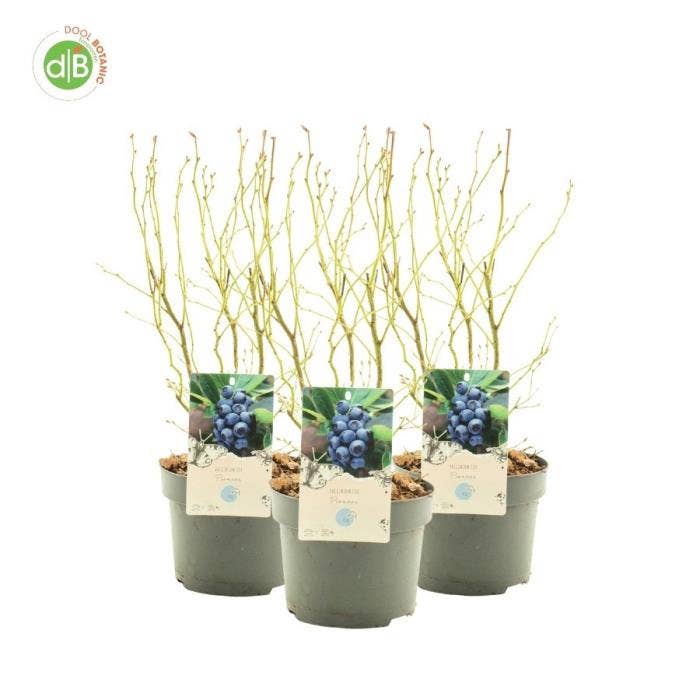 Vaccinium cor. 'Pioneer'