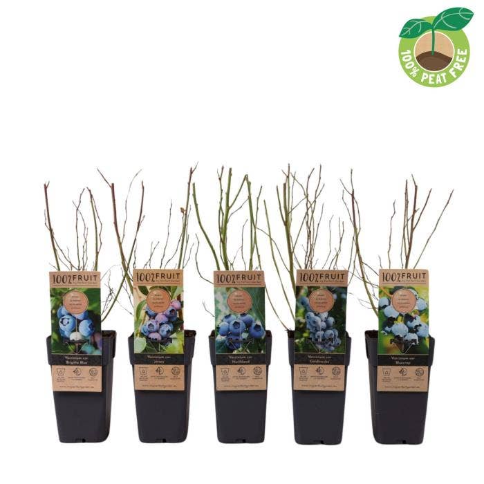 Vaccinium corymbosum