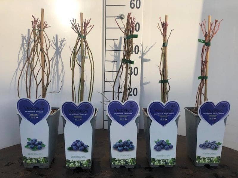 Vaccinium corymbosum