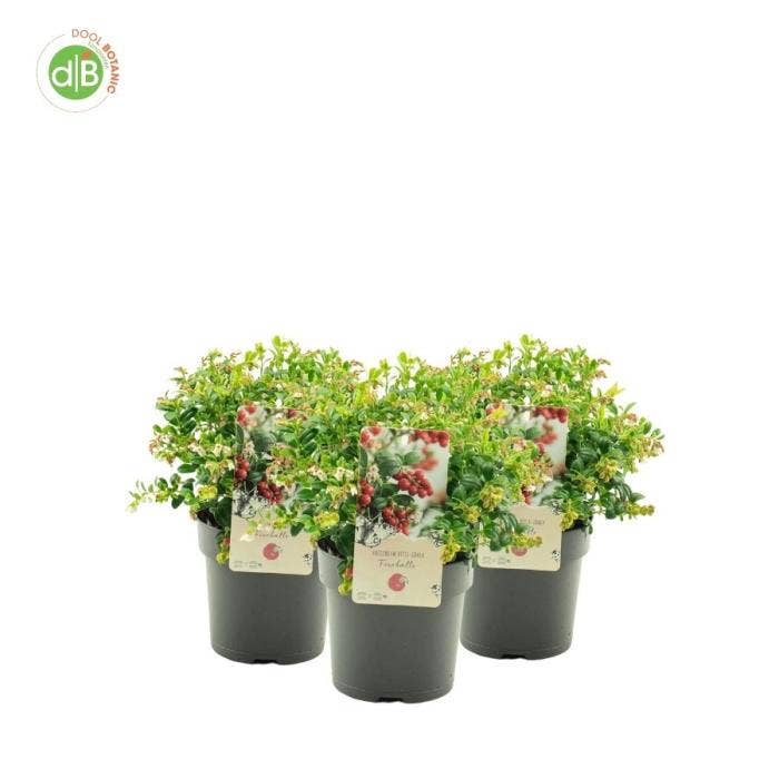 Vaccinium vit. 'Fireballs'