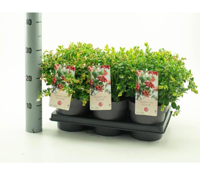 Vaccinium vit. 'Fireballs'