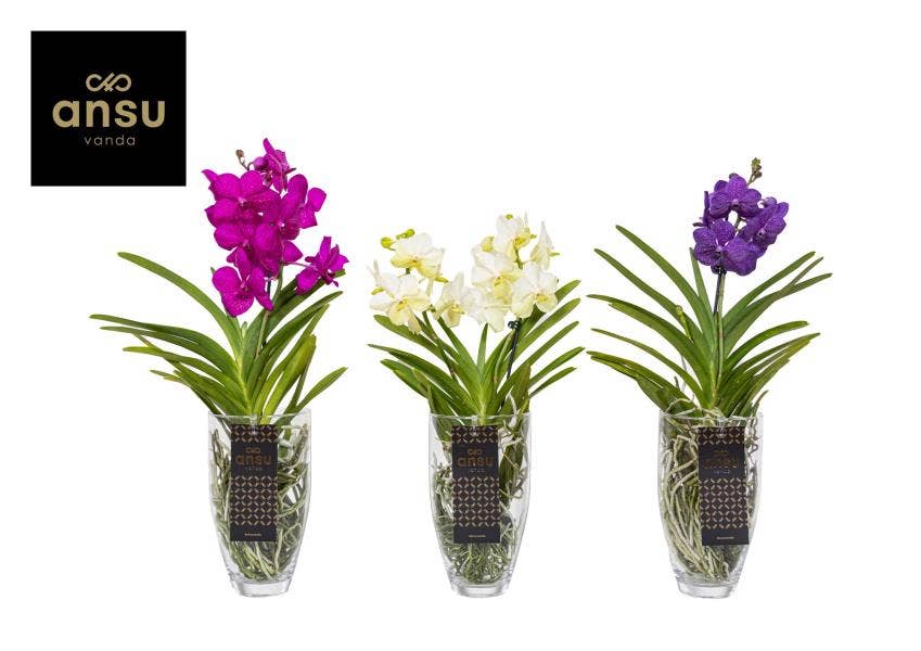 Vanda Charlotte 