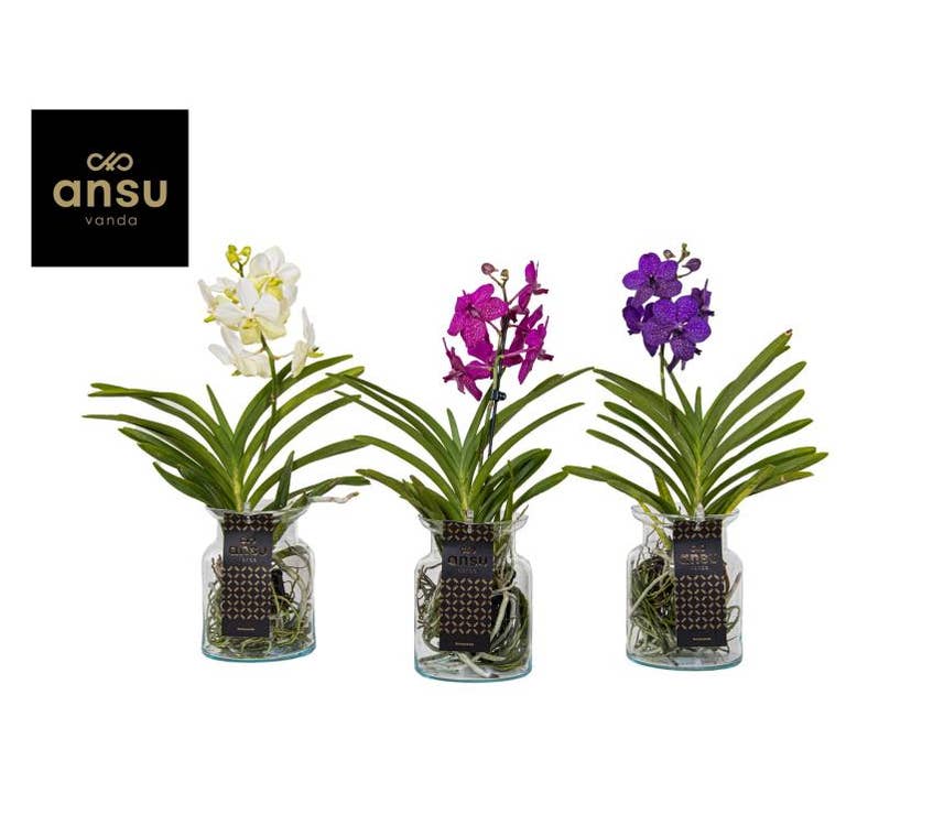 Vanda Hybriden in 'Bose' glass