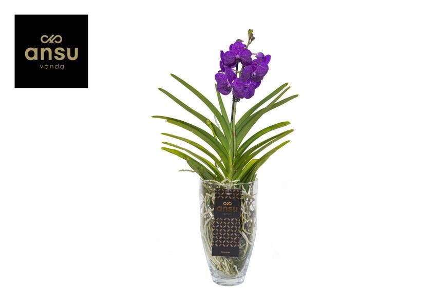 Vanda in Charlotte Blue