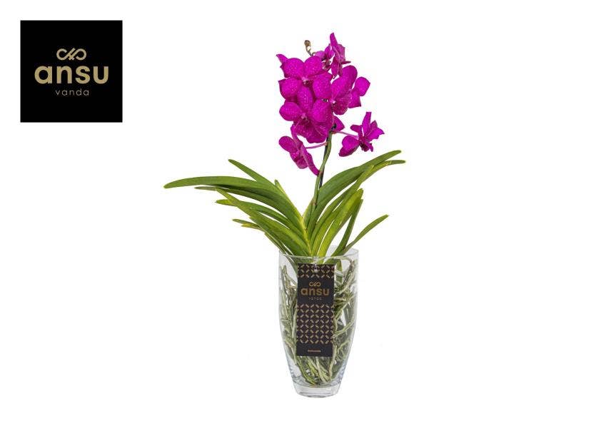 Vanda in Charlotte Pink/Cerise/Fuchsia