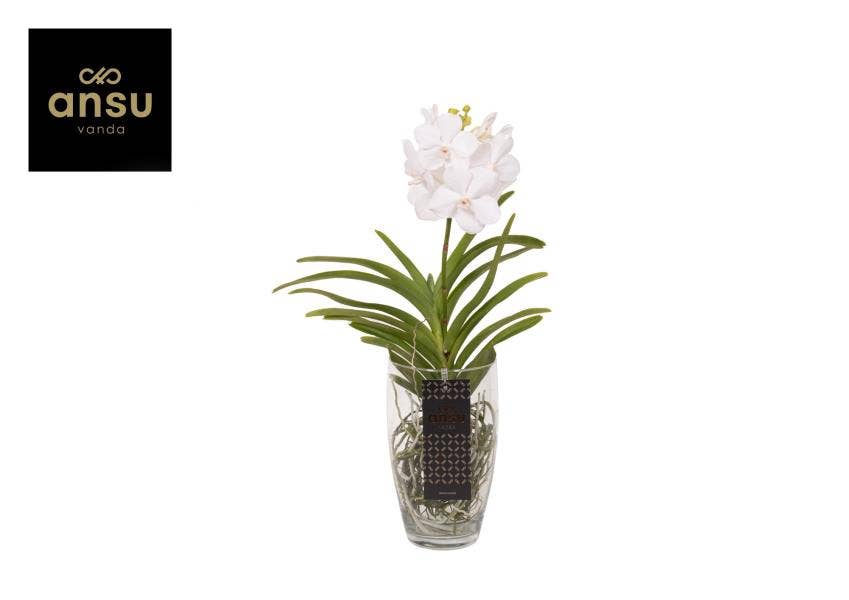 Vanda in Charlotte White