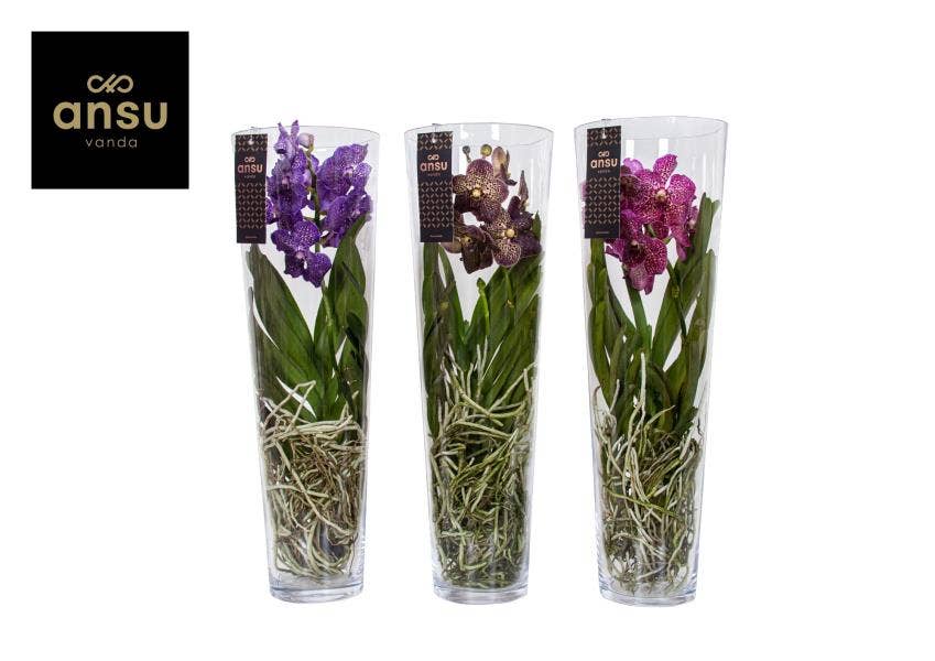 Vanda in Lisanne glass