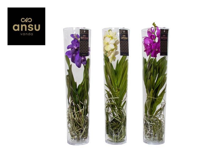 Vanda in Michelle glass