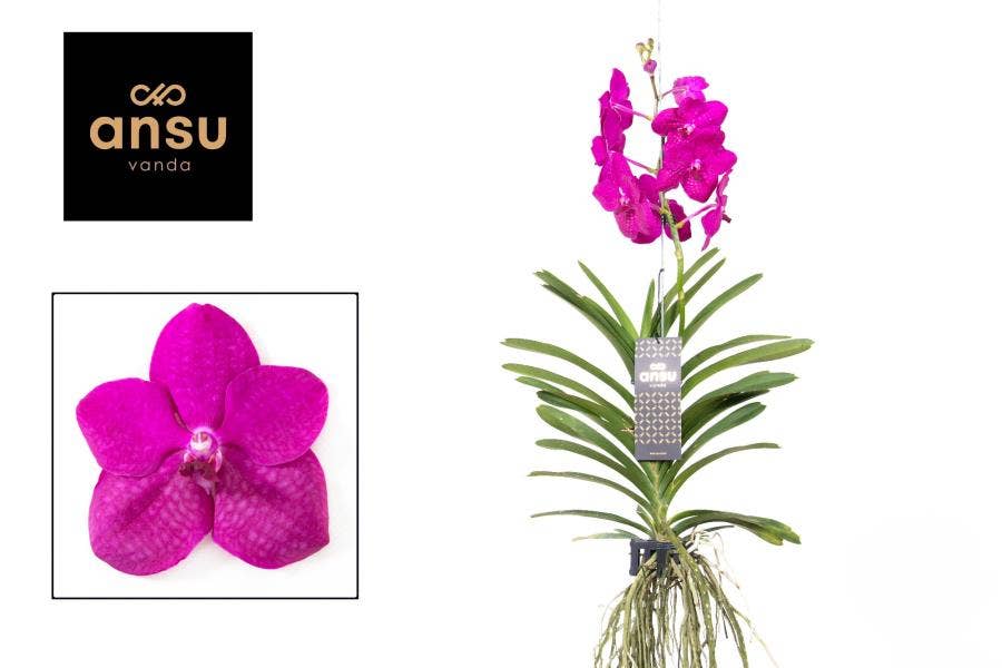 Vanda Tayanee Cerise Large