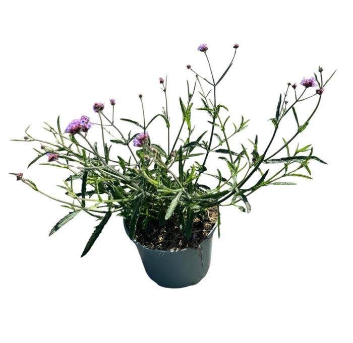 Verbena bon. 'Lollipop'